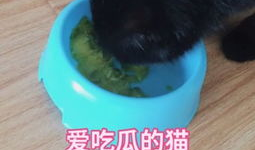 上海猫咪吃瓜视频播放,萌态可掬引网友热议