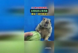 土拨鼠吃瓜视频,揭秘动物界的“美食家”