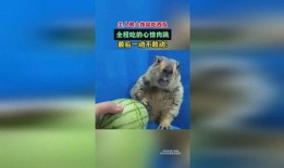 土拨鼠吃瓜视频,揭秘动物界的“美食家”