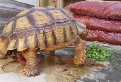 小乌龟吃哈密瓜的视频,小乌龟的哈密瓜美食之旅