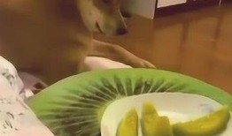 吃瓜内涵视频,揭秘吃瓜视频背后的趣味与内涵