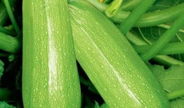 园瓜怎么样吃最好吃视频,这样做口感最佳！