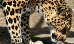 豹小欠吃瓜视频,揭秘娱乐圈幕后故事