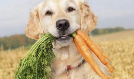 狗狗吃土瓜好不好吃呢视频,美味还是禁忌？