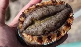 吃猪瓜和鲍鱼的视频,一场味蕾的奢华盛宴