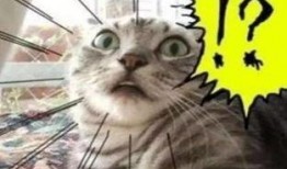 吃瓜小熊生小猫视频,萌翻网友的温馨瞬间