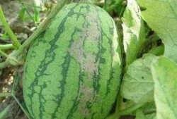 吃小凤瓜的好处和坏处视频,益处与风险揭秘