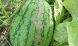 吃小凤瓜的好处和坏处视频,益处与风险揭秘