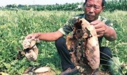 蔚县吃瓜最新事件真相视频,真相视频曝光背后的真相