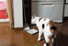 吃瓜小猫咪被抓视频,萌宠也难逃法眼！