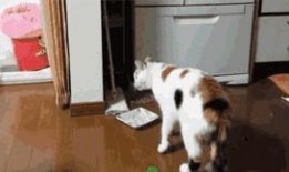 吃瓜小猫咪被抓视频,萌宠也难逃法眼！