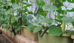 阳台吃瓜视频,短视频带你领略夏日休闲时光