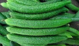 捧瓜叶子可以吃吗视频,揭秘能否食用的真相