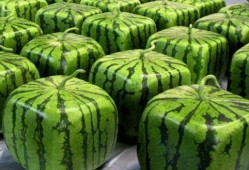 吃瓜视频都是哪里的,吃瓜视频的来源地大揭秘