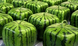 吃瓜视频都是哪里的,吃瓜视频的来源地大揭秘