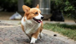 柯基犬可以吃凉瓜吗视频