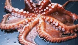 吃章鱼八瓜鱼视频,一场味蕾与视觉的双重盛宴