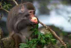 猴子吃瓜动作图片高清视频,高清视频捕捉猴子吃瓜瞬间