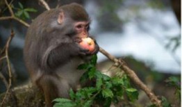 猴子吃瓜动作图片高清视频,高清视频捕捉猴子吃瓜瞬间