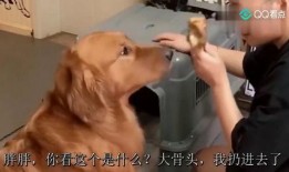 二逗吃瓜的视频,揭秘娱乐圈幕后故事，带你领略明星真实一面