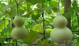 葫芦瓜嫩籽可以吃吗视频