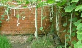 第一次吃蛇瓜完整视频,揭秘独特口感与营养价值