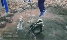 搞笑鳄鱼吃瓜视频,吃瓜视频笑翻网友