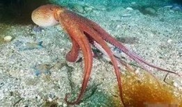 吃章鱼八瓜鱼视频,一场味蕾与视觉的双重盛宴