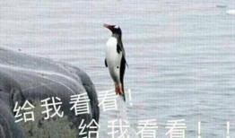 情缘和师父吃瓜视频,揭秘娱乐圈背后的甜蜜秘密