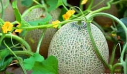 张兰吃哈密瓜视频大全下载,视频大全下载攻略