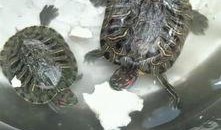 小乌龟吃哈密瓜的视频,小乌龟的哈密瓜美食之旅