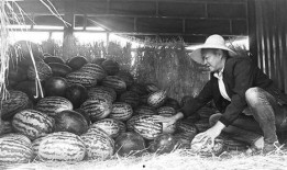 延安吃瓜群众事件视频,一场网络舆论的风暴与反思