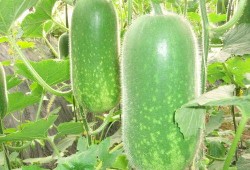 女子吃葫芦瓜好吗视频,女子吃葫芦瓜的好处大盘点