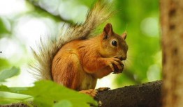 松鼠吃瓜叫唤声视频,萌态十足引网友热议