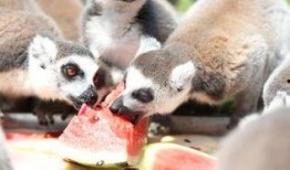 各种动物吃瓜视频,动物们的“美食”盛宴