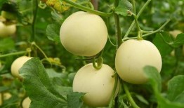 吃梨瓜的小妙招视频播放,跟随视频学小妙招