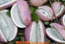 吃八月瓜小马哥会胖吗视频,吃瓜不胖的秘密大揭秘