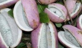 吃八月瓜小马哥会胖吗视频,吃瓜不胖的秘密大揭秘