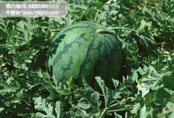 吃三叶瓜视频素材下载