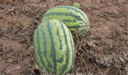 最新小视频吃瓜,一场全民参与的娱乐盛宴