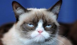 小花猫吃哈密瓜视频大全,小花猫哈密瓜大餐视频集锦