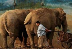 大象吃葫芦瓜视频播放在线观看,趣味视频在线观看