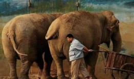 大象吃葫芦瓜视频播放在线观看,趣味视频在线观看