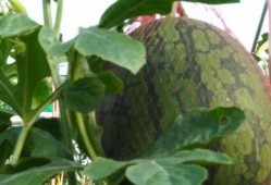 儋州网友吃瓜事件视频,一场网络舆论的风暴与反思