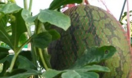 儋州网友吃瓜事件视频,一场网络舆论的风暴与反思