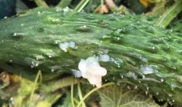 捧瓜叶子可以吃吗视频,揭秘能否食用的真相