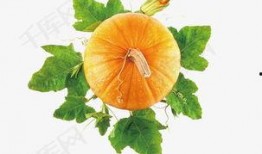 吃三叶瓜视频素材下载