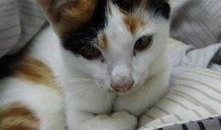 吃瓜小猫咪被抓视频,萌宠也难逃法眼！