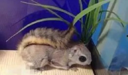 飞鼠吃不吃莫斯瓜呢视频,揭秘飞鼠是否钟爱莫斯瓜