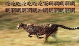 豹小欠吃瓜视频,揭秘娱乐圈幕后故事